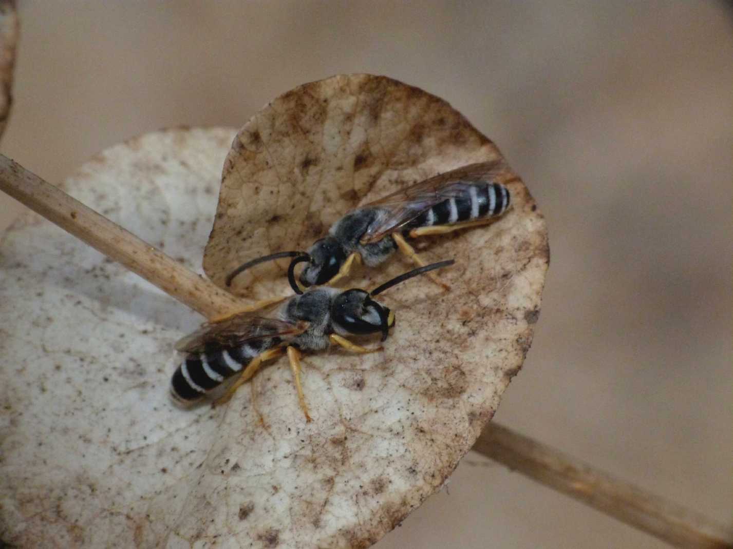 Due maschi di Halictus sp. che dormono